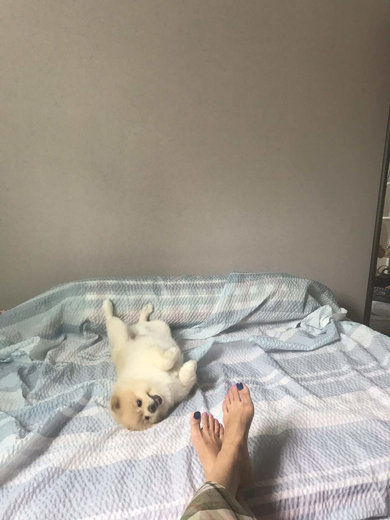 블라인드 | 반려동물: 강아지 당뇨