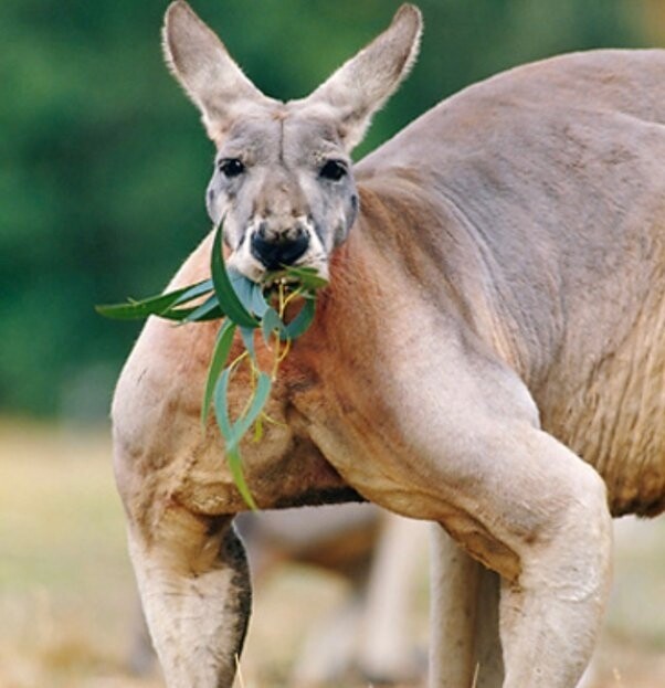 블라인드 유우머 핼창들 왜 단백질 먹어대는지 이해 불가.....