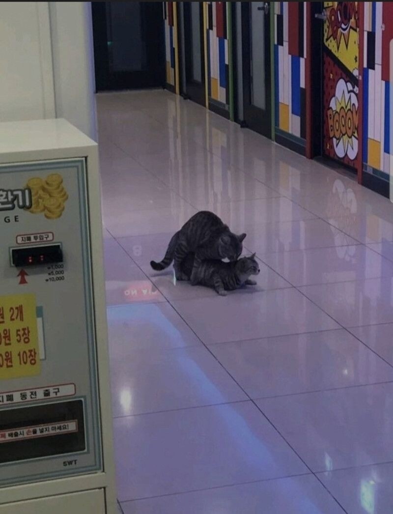 블라인드 | 블라블라: 코인노래방에서 ㅅㅅ하는 커플 포착