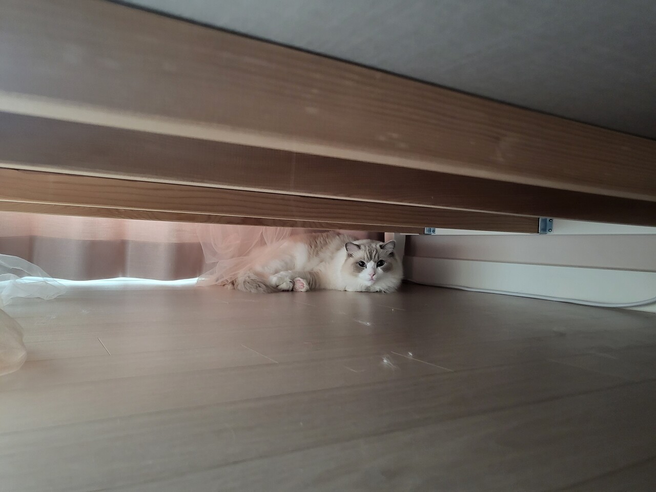 블라인드 | 반려동물: 침대 밑 털뭉치