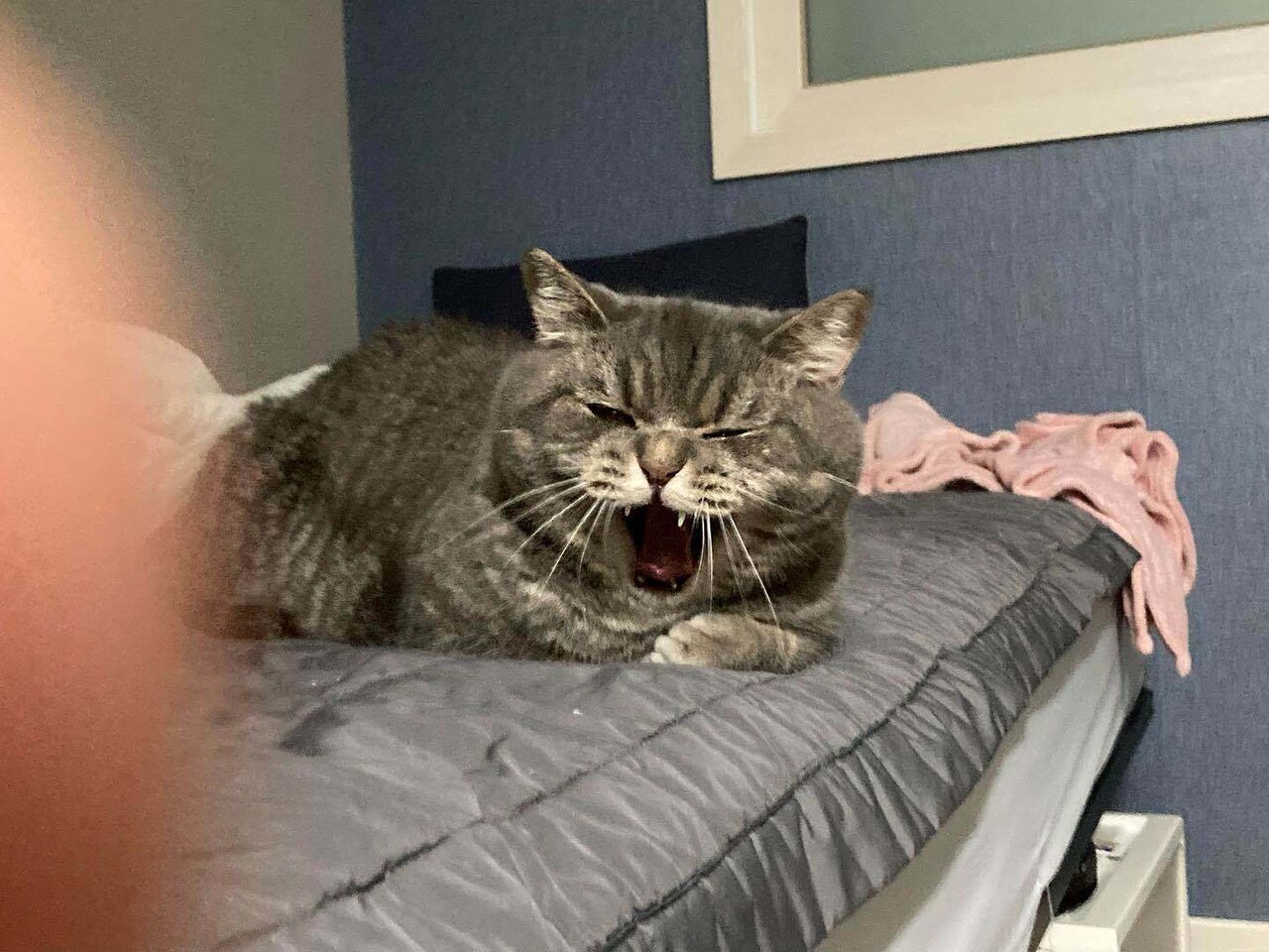 앵옹이 보고싶다..