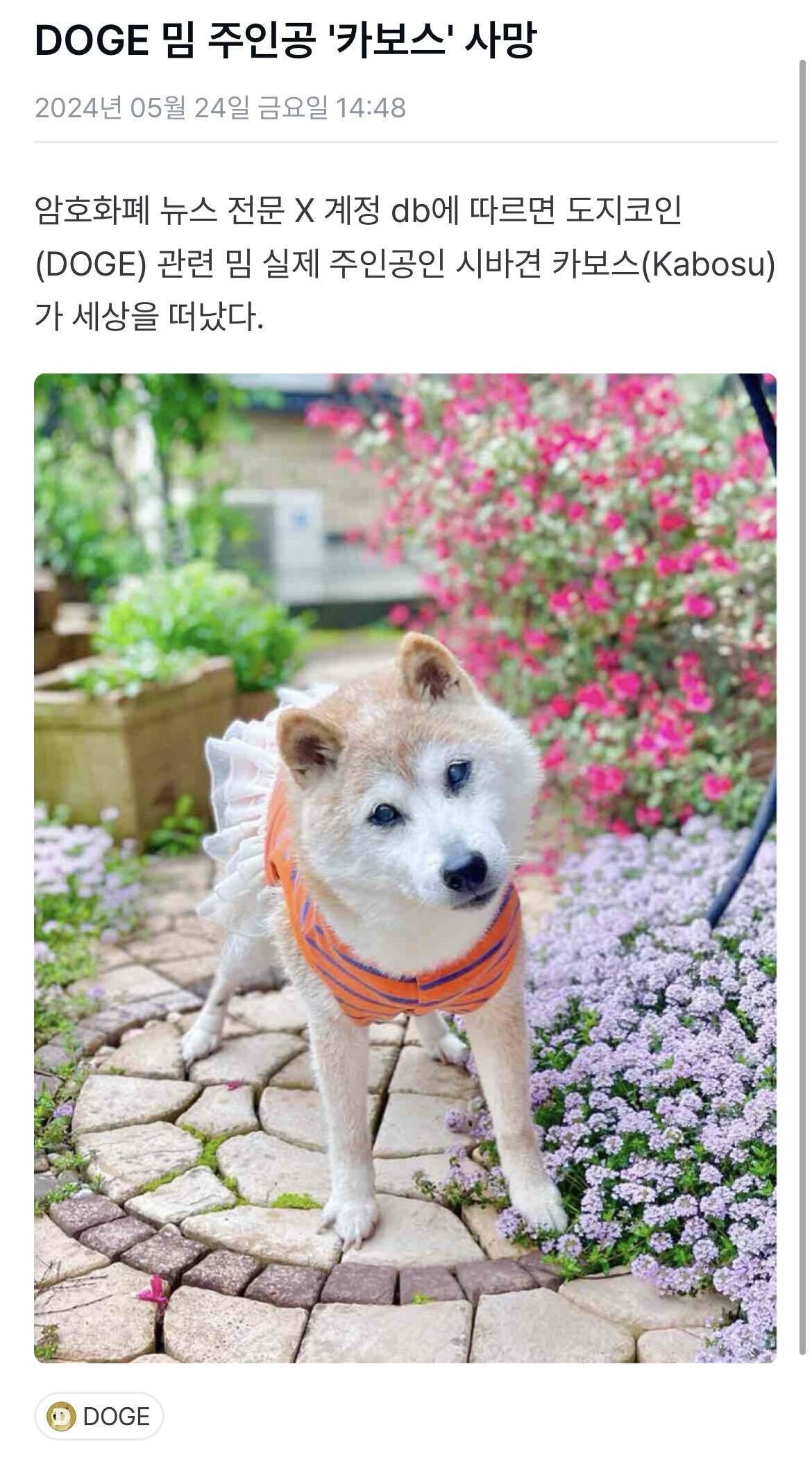 블라인드 | 암호화폐: 도지오르는 이유