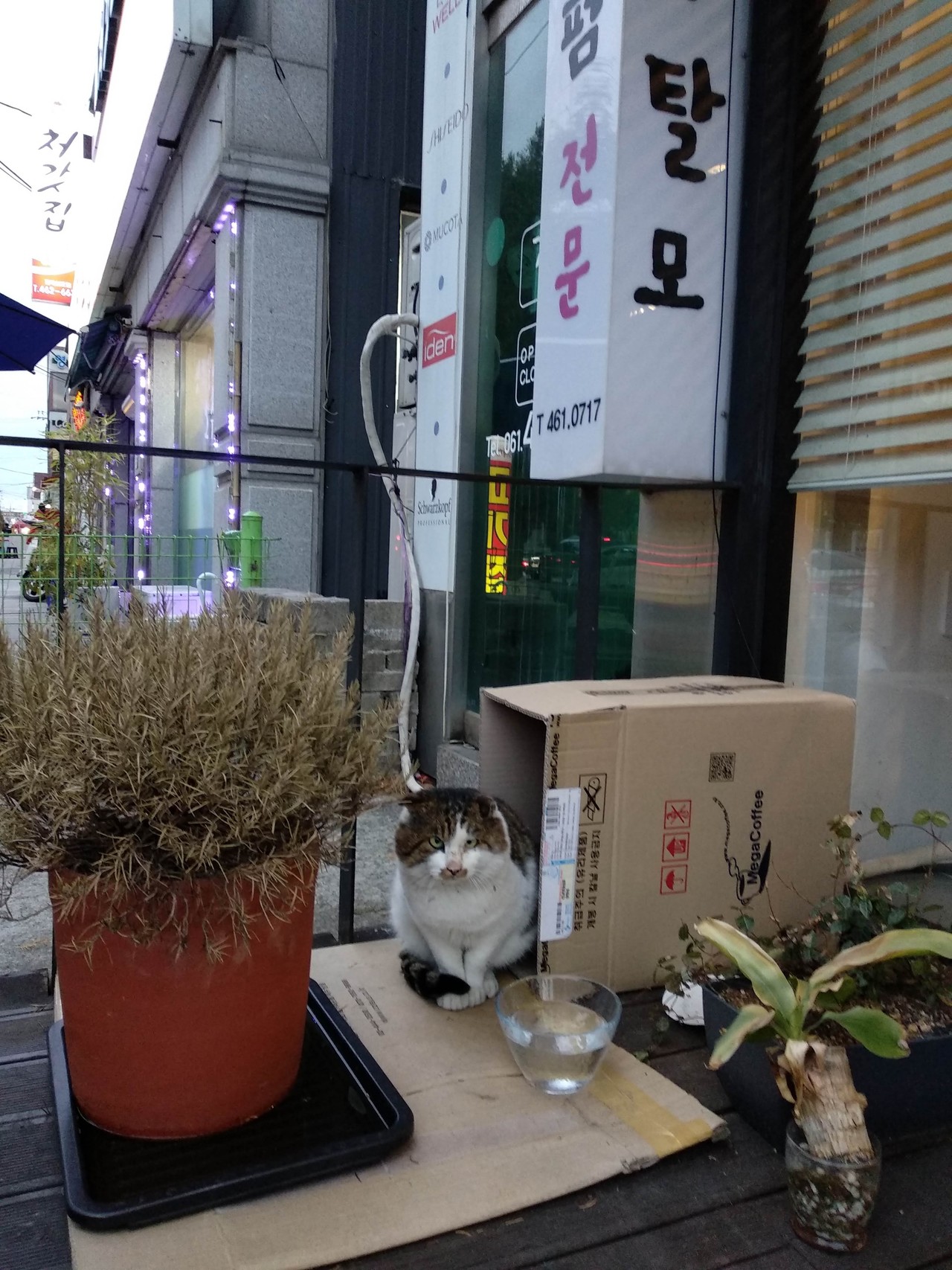 카페인퀸스 8