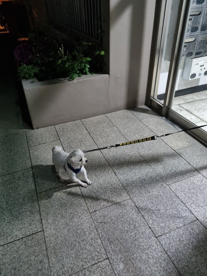 산책 더 하고싶대