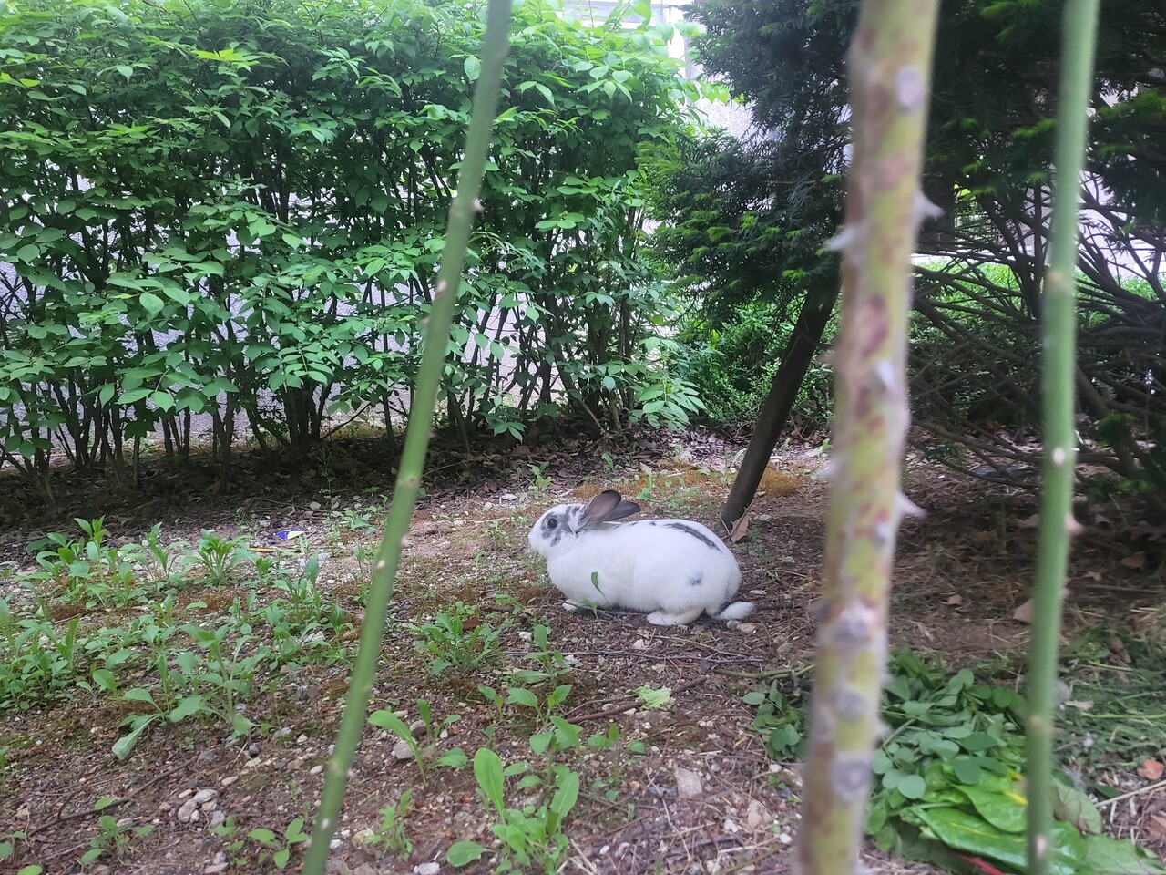 우리 아파트 토끼