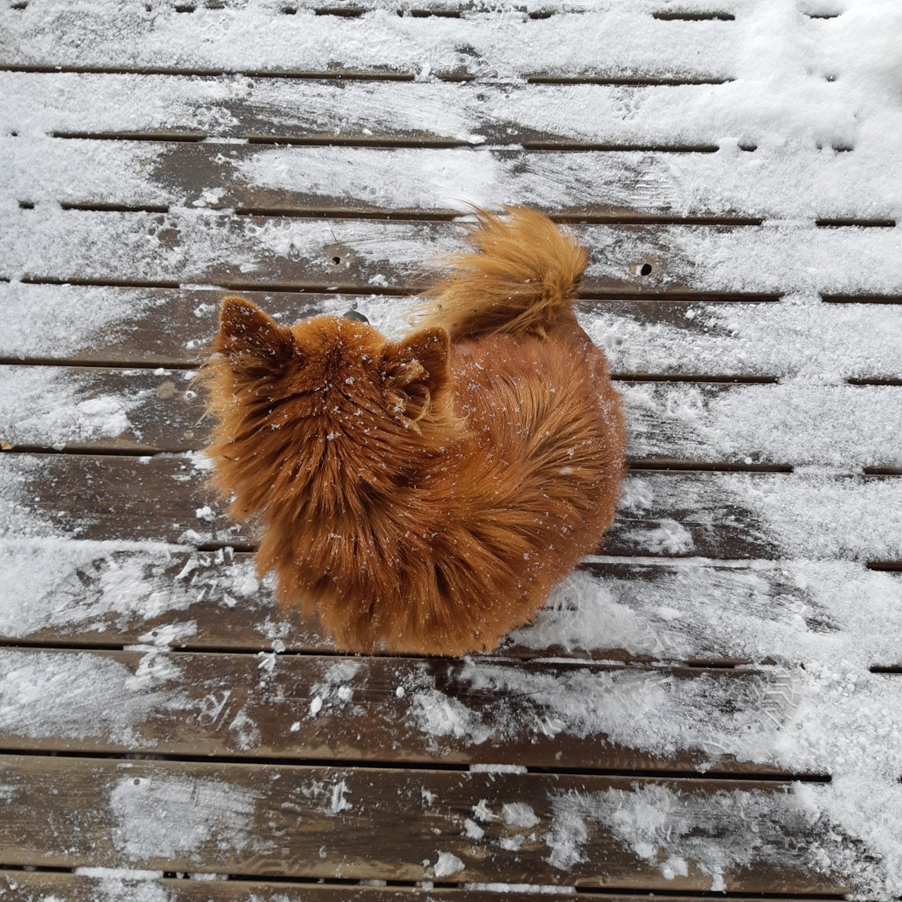 블라인드 | 블라블라: 여자친구 본집에서 키우는 강아지