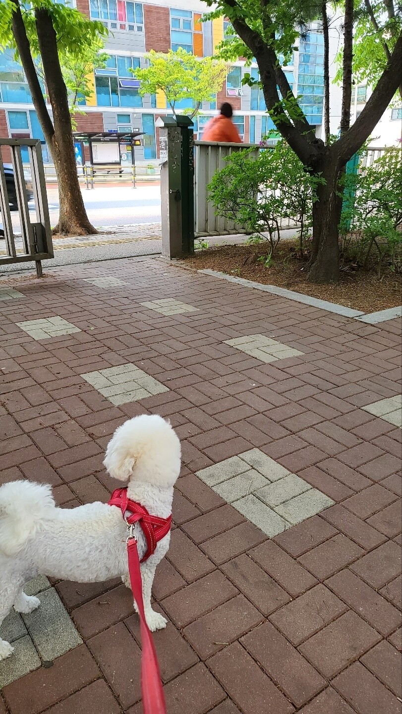 산책 거부 룩희