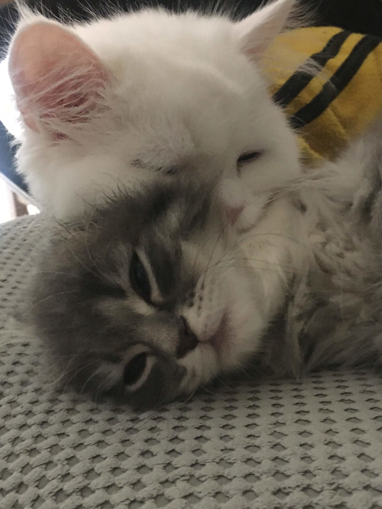 애옹이들을 위한 20만원 플렉스