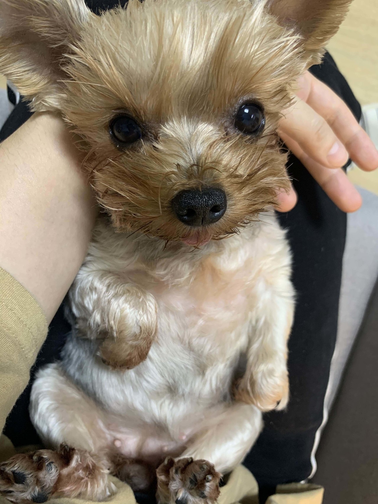 블라인드 | 반려동물: 강아지가 갑자기 혀를 떠는데 이거 왜이래요...?? ㅠㅠ