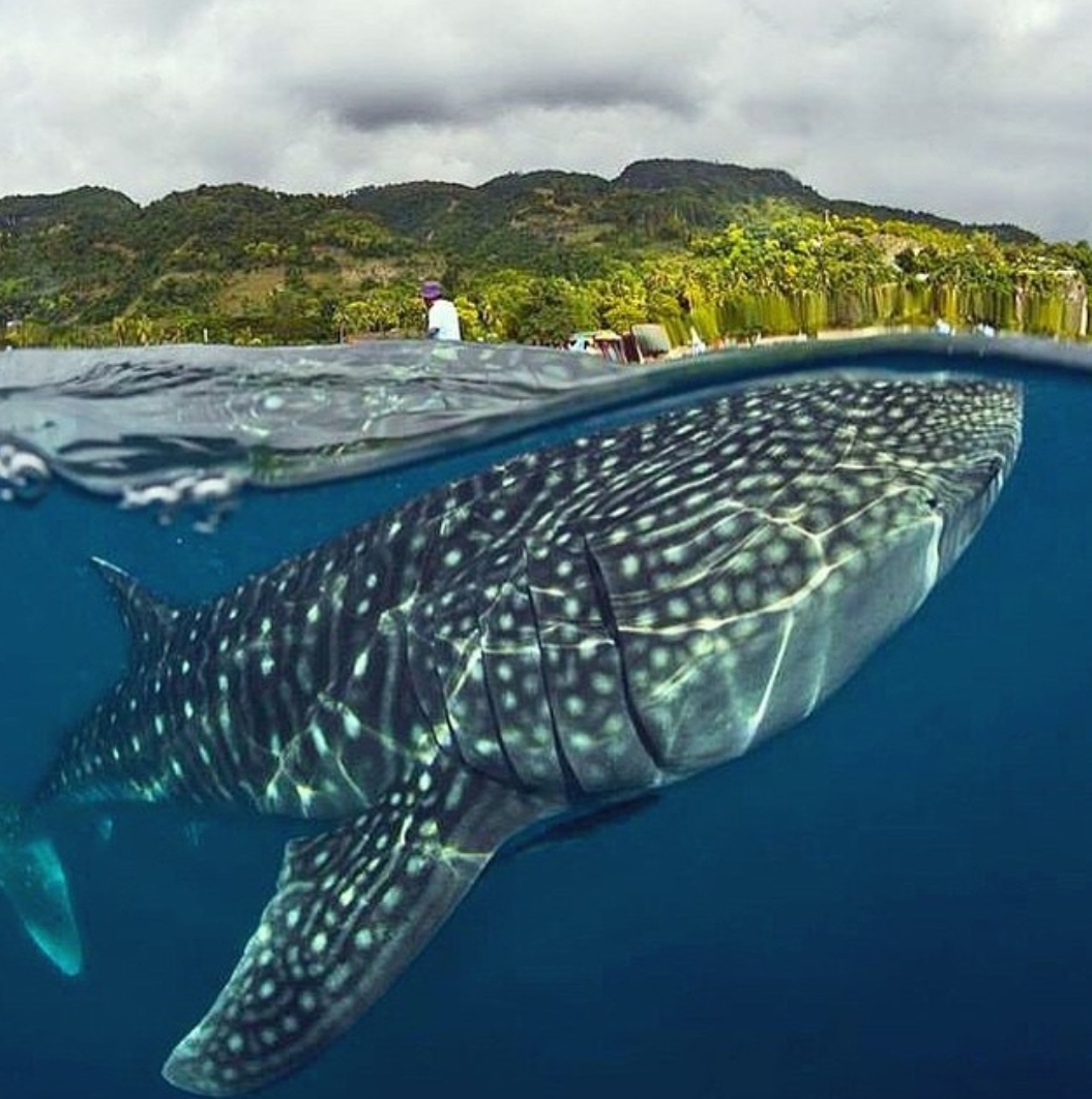 블라인드 | 여행·먹방: 세부 오슬롭 Cocina En Acantilado