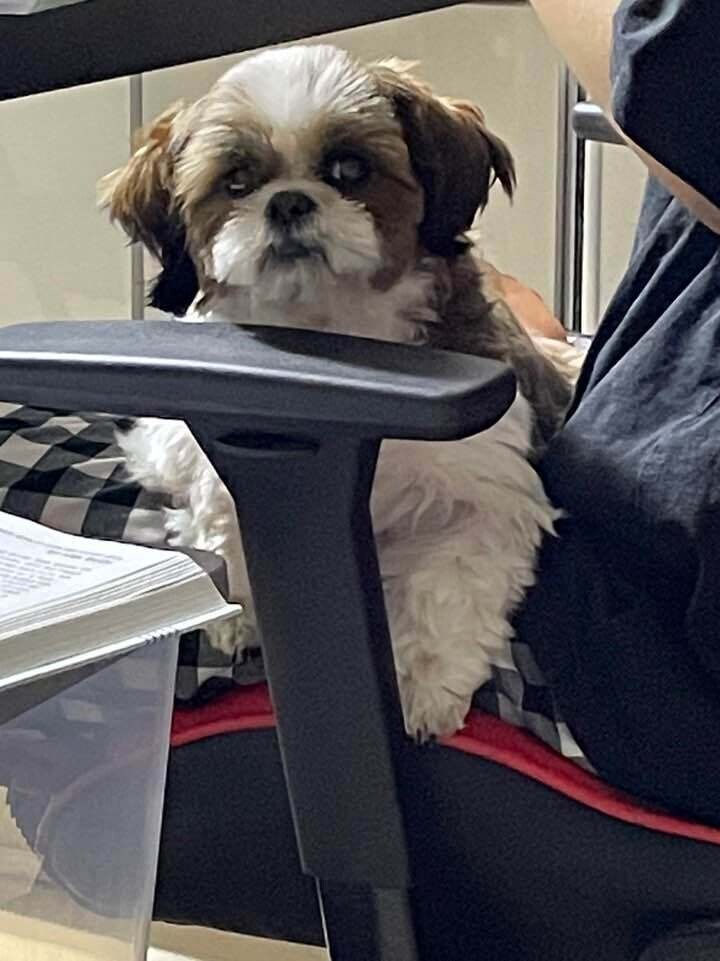 우리댕댕이 어때여?