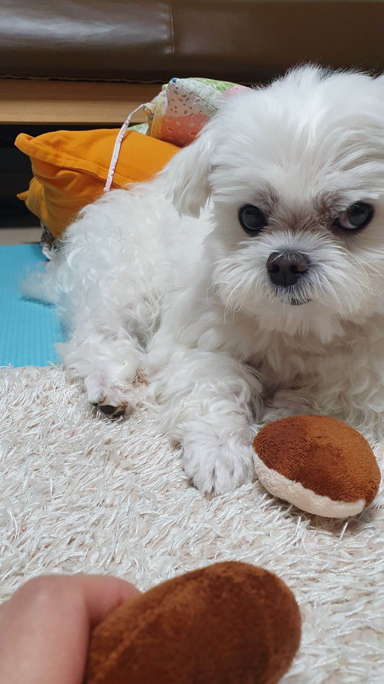 블라인드 | 반려동물: 아우 귀여워 2