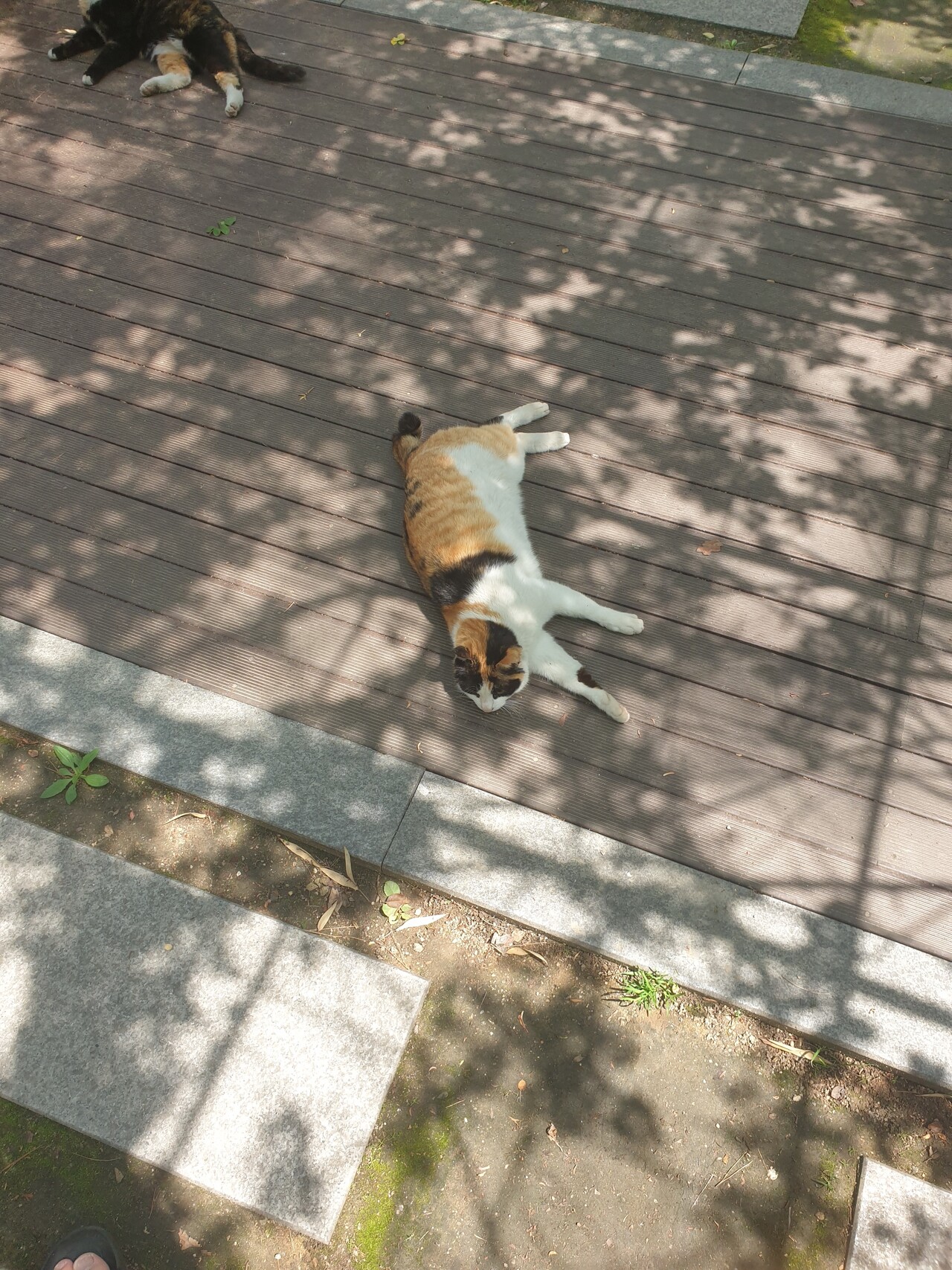 길냥이 만지는거 위험하다는데 못끊겠어