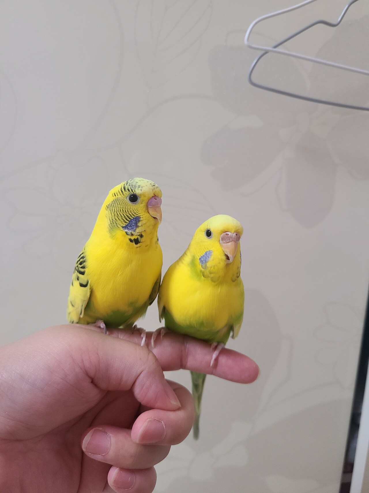 블라인드 | 블라블라: 잉꼬 잉꼬