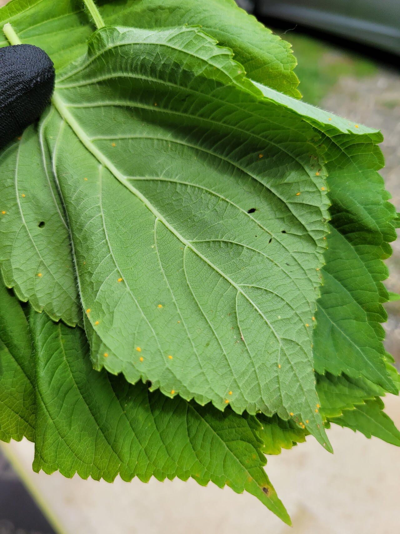 블라인드 | 블라블라: 깻잘알있어?
