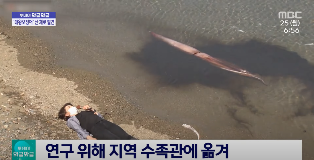 3미터 대왕오징어 옆에 누운 방송국 기자