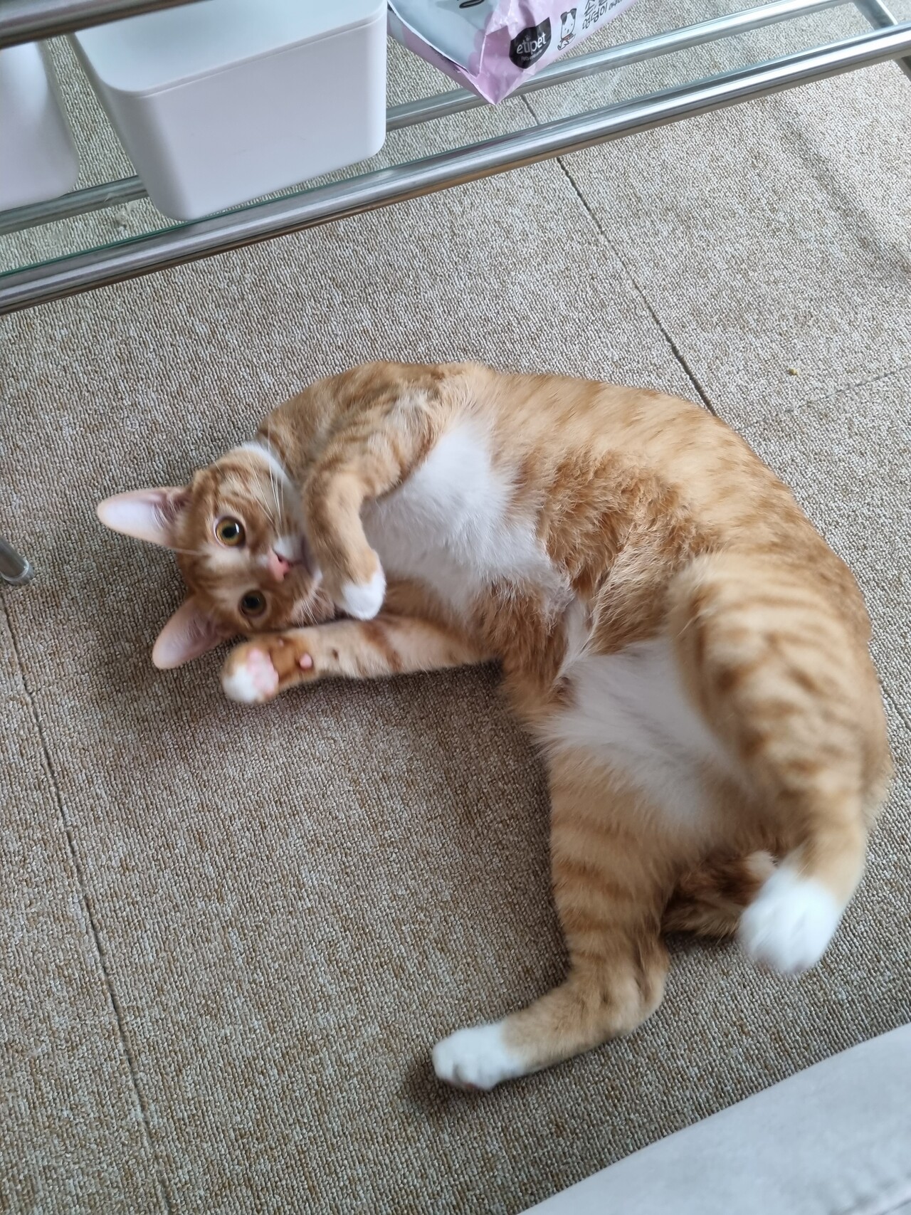 블라인드 | 반려동물: 친구네 고양이