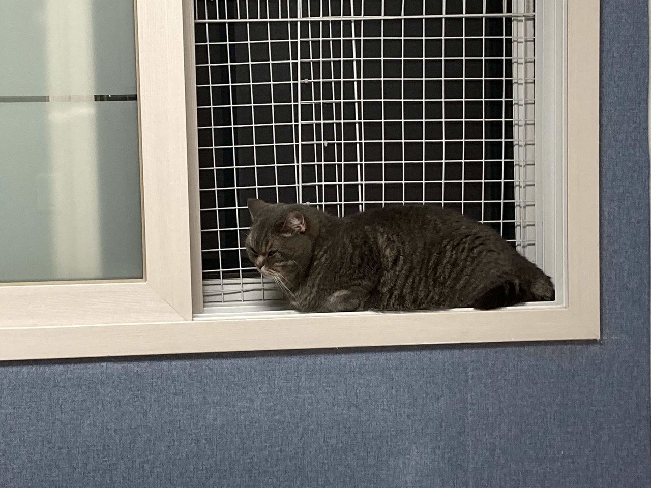 앵옹이 보고싶다..