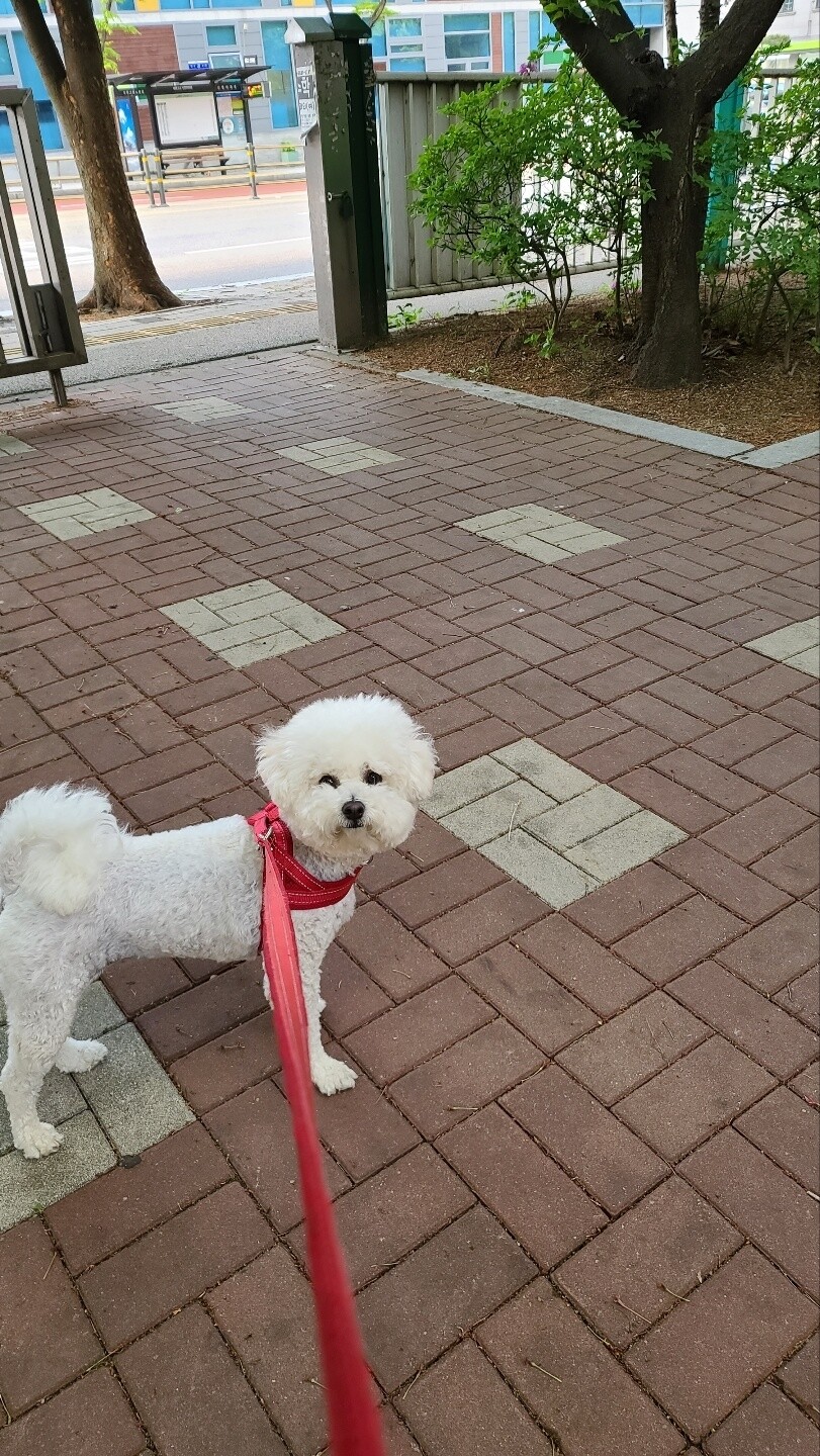 산책 거부 룩희