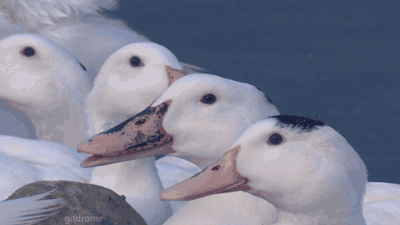 블라인드 | 블라블라: 혼자 빵터진 오리 짤.gif