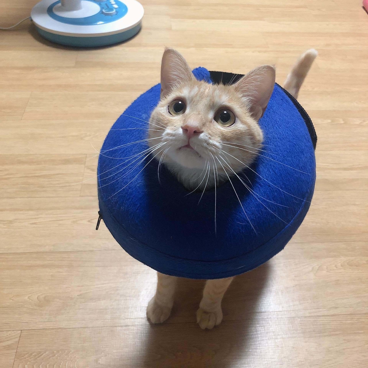 블라인드 | 반려동물: 우리 고양이 간식 플렉스