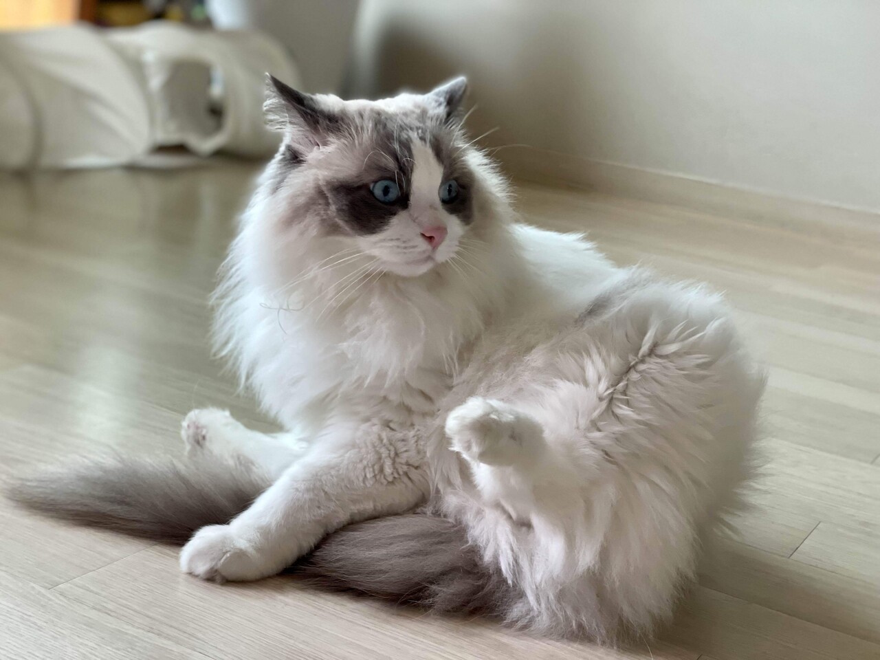 🤦🏻다이어트 28일차 (등/후면어깨) +🐱