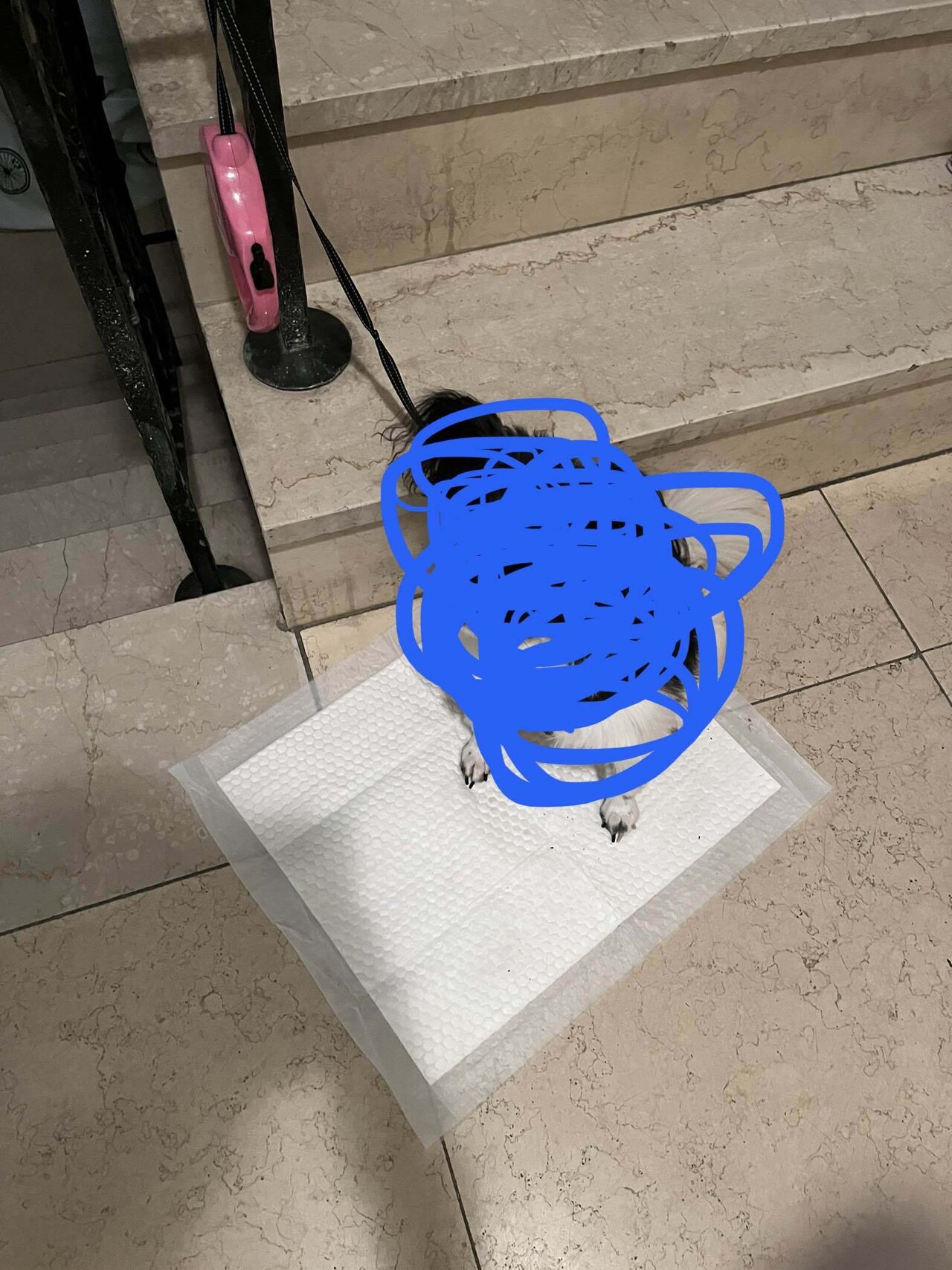 이거 강아지 학대 아니야?