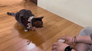 야바위하는 천재냥이