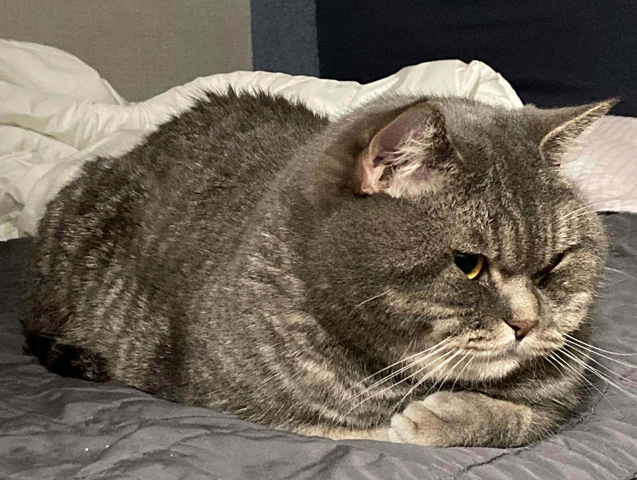 앵옹이 보고싶다..