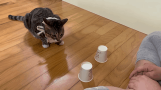 야바위하는 천재냥이