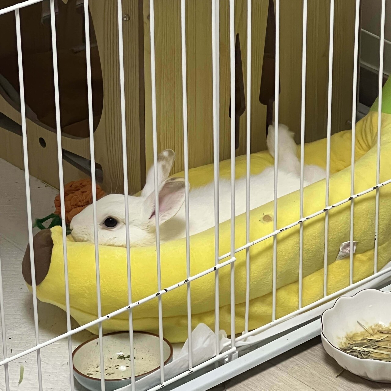 블라인드 | 블라블라: 근데 왜 개나 고양이 키우는 여자는 피해야돼?