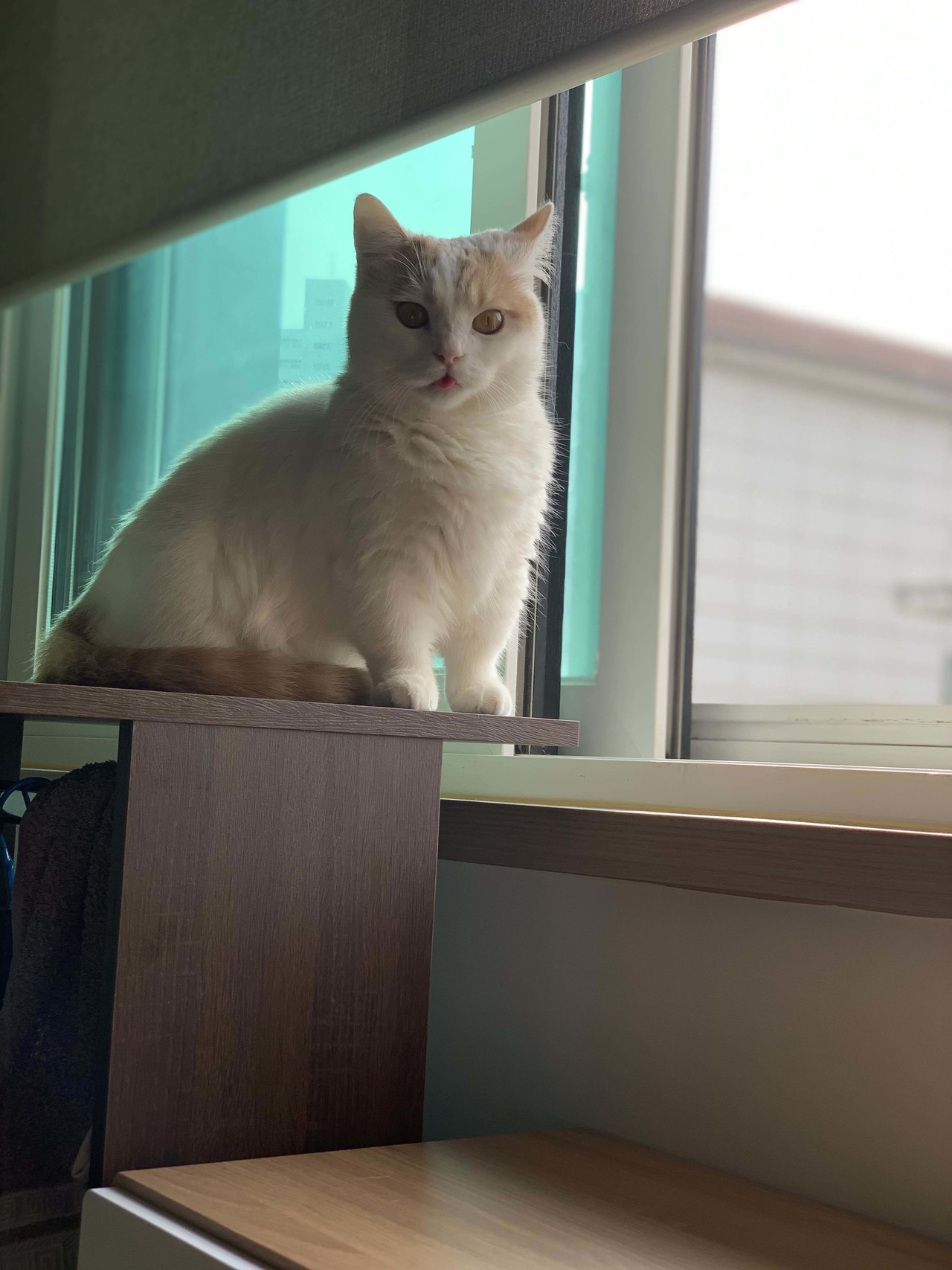 블라인드 | 반려동물: 고양이 메롱