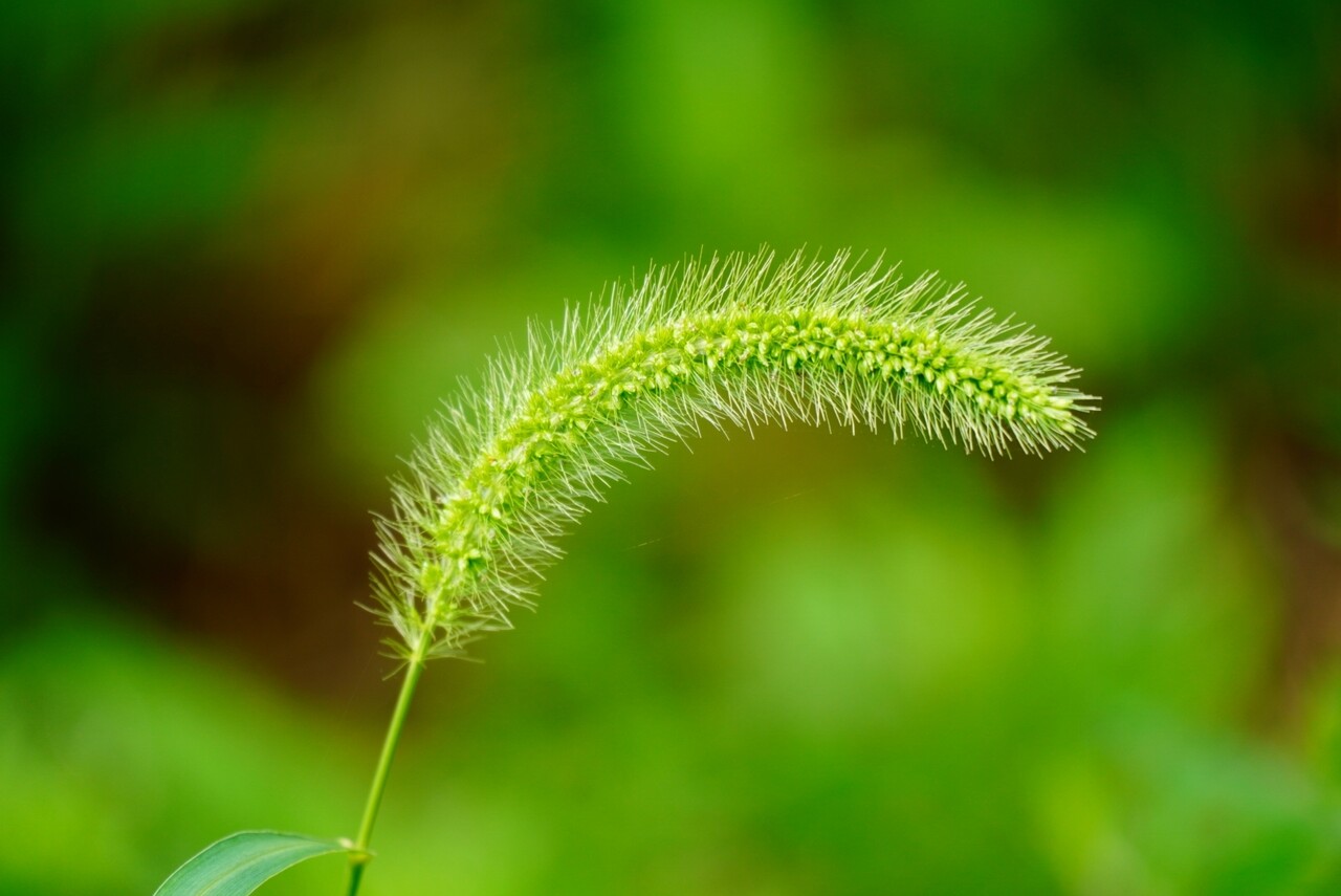 블라인드 | 블라블라: [오늘의 풀과나무] 강아지풀