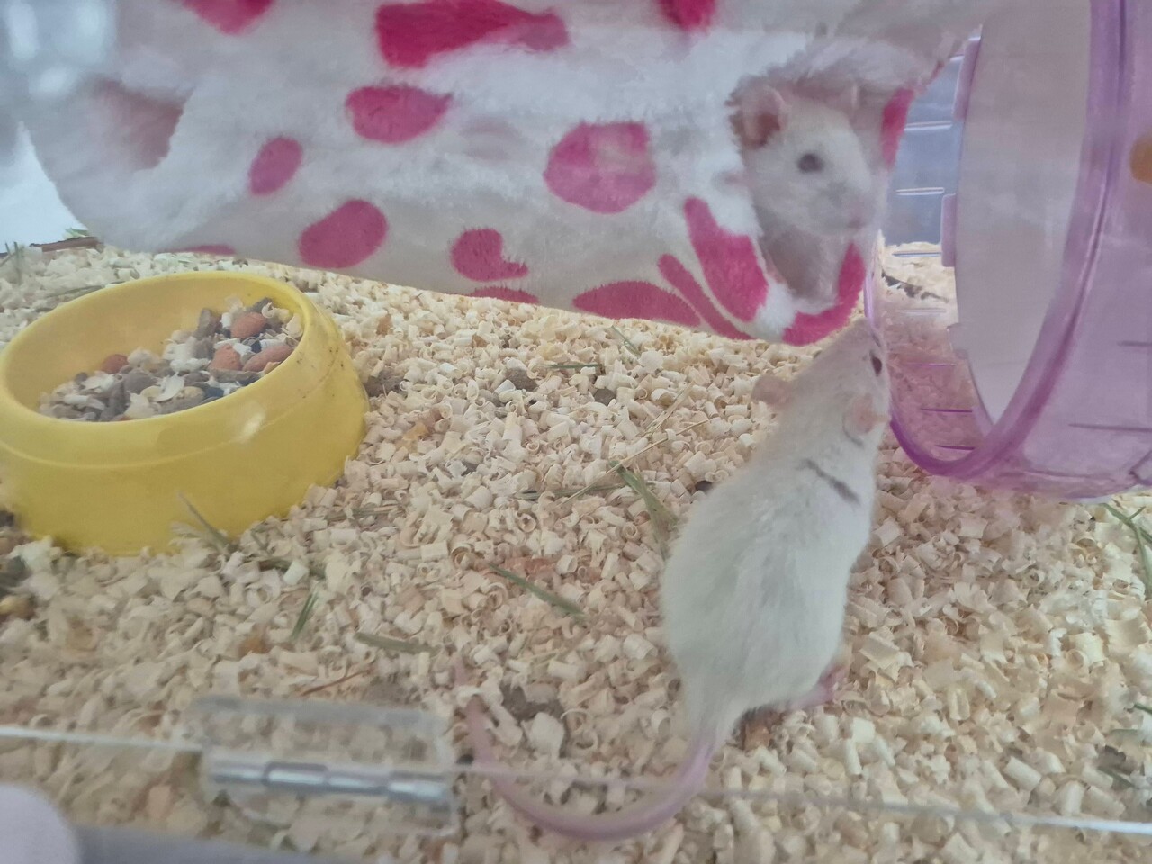 블라인드 | 블라블라: 라이브 생먹이용 래트 키우기