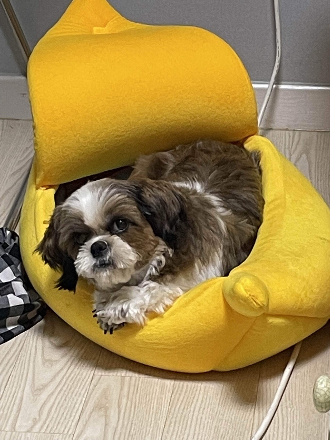 같이산책시키실분