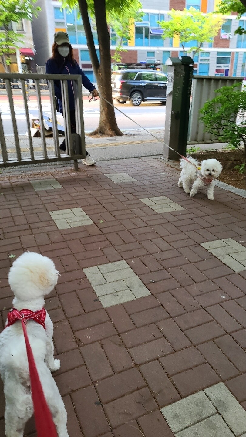 산책 거부 룩희