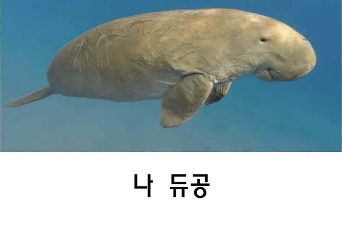 댓글 이미지