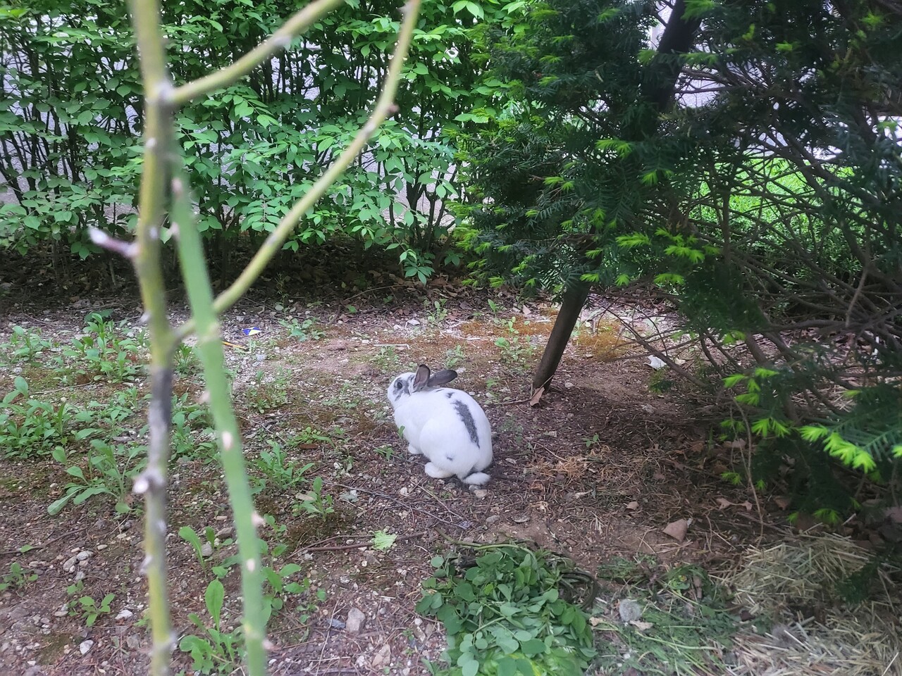 우리 아파트 토끼