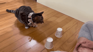 야바위하는 천재냥이