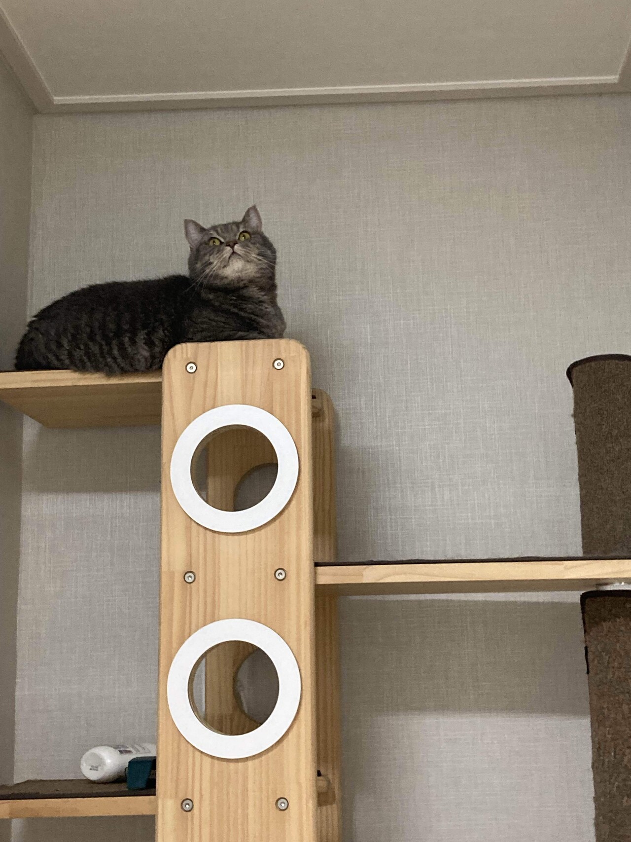 집에가서 애옹이 주무르고 싶다