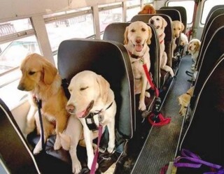 Thinking of starting a Doggie School Bus | Pets - Blind