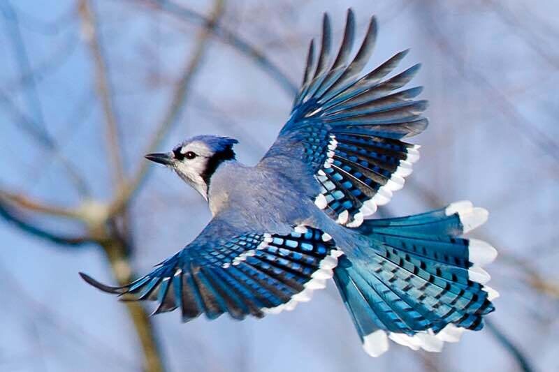 블라인드 | 반려동물: 이쁜 새 구경하고 가