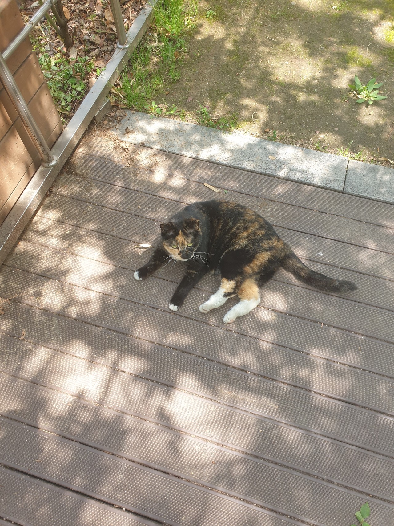 길냥이 만지는거 위험하다는데 못끊겠어