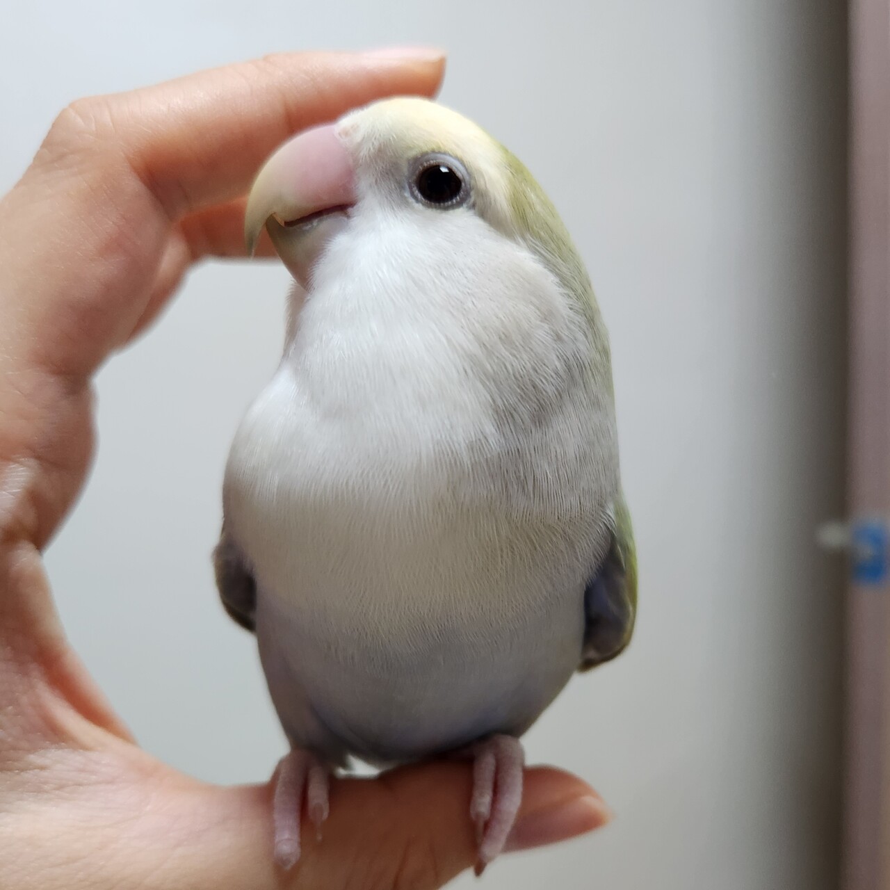 블라인드 | 반려동물: 1일 1회 앵무 홍보