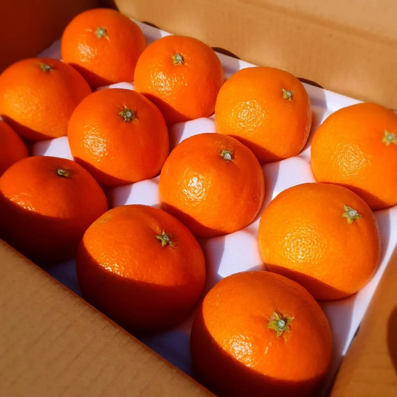 블라인드 | 직접 홍보: 제주도 🍊 황금향, 감귤🍊 제주 귀농했습니다!