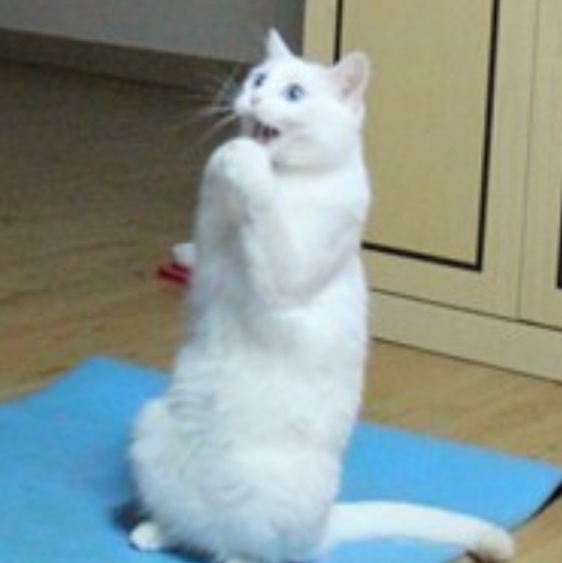 블라인드 | 반려동물: 얼음짤은 실패했지만