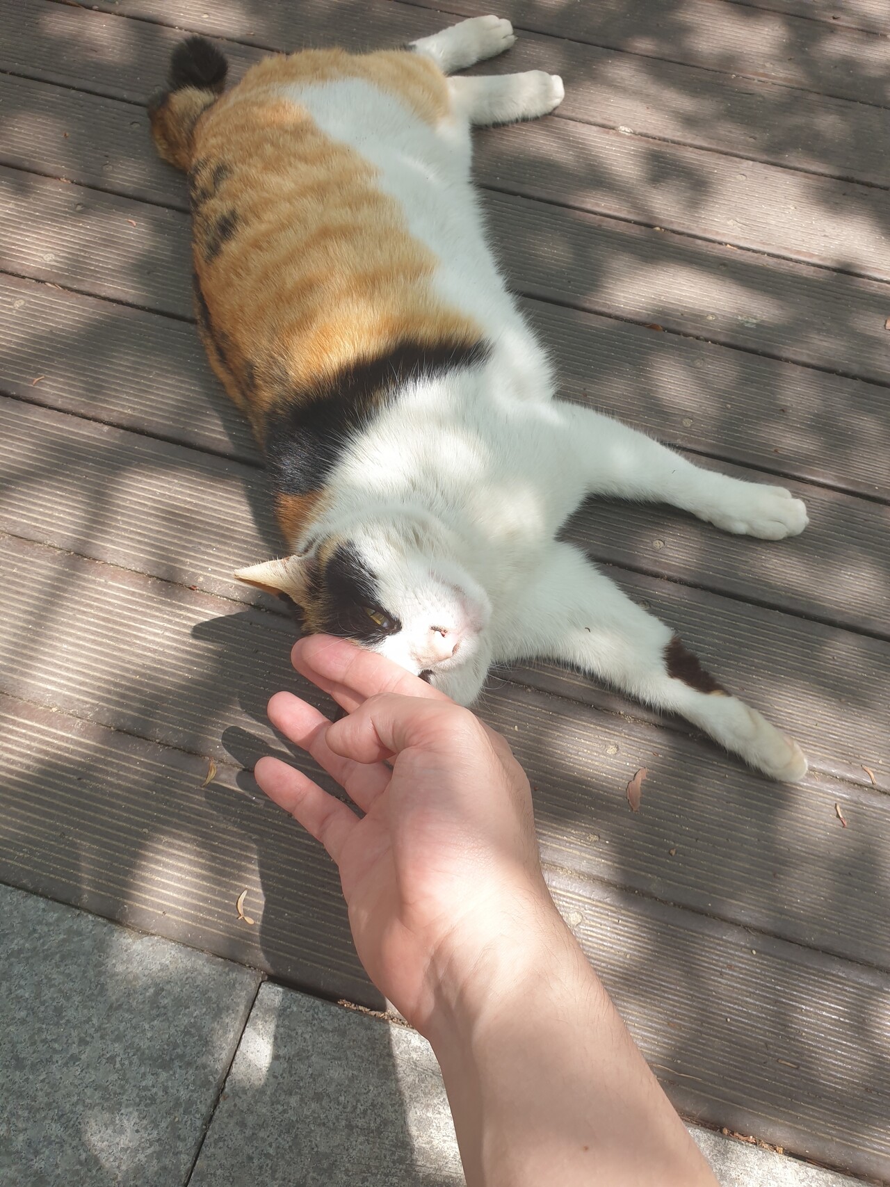 길냥이 만지는거 위험하다는데 못끊겠어