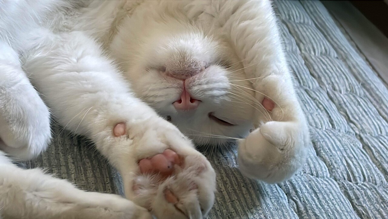 블라인드 | 블라블라: 우울증과 고양이키우기