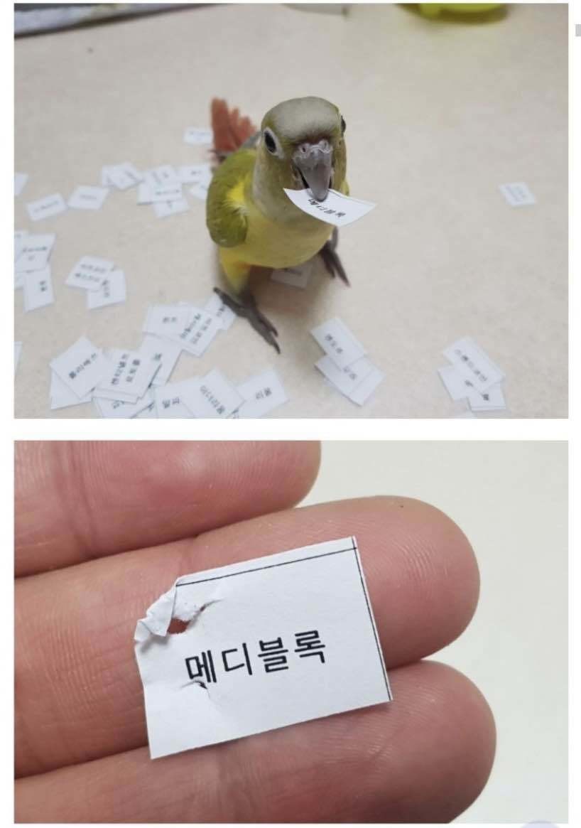 블라인드 | 암호화폐: 메디블록 매수픽 준다