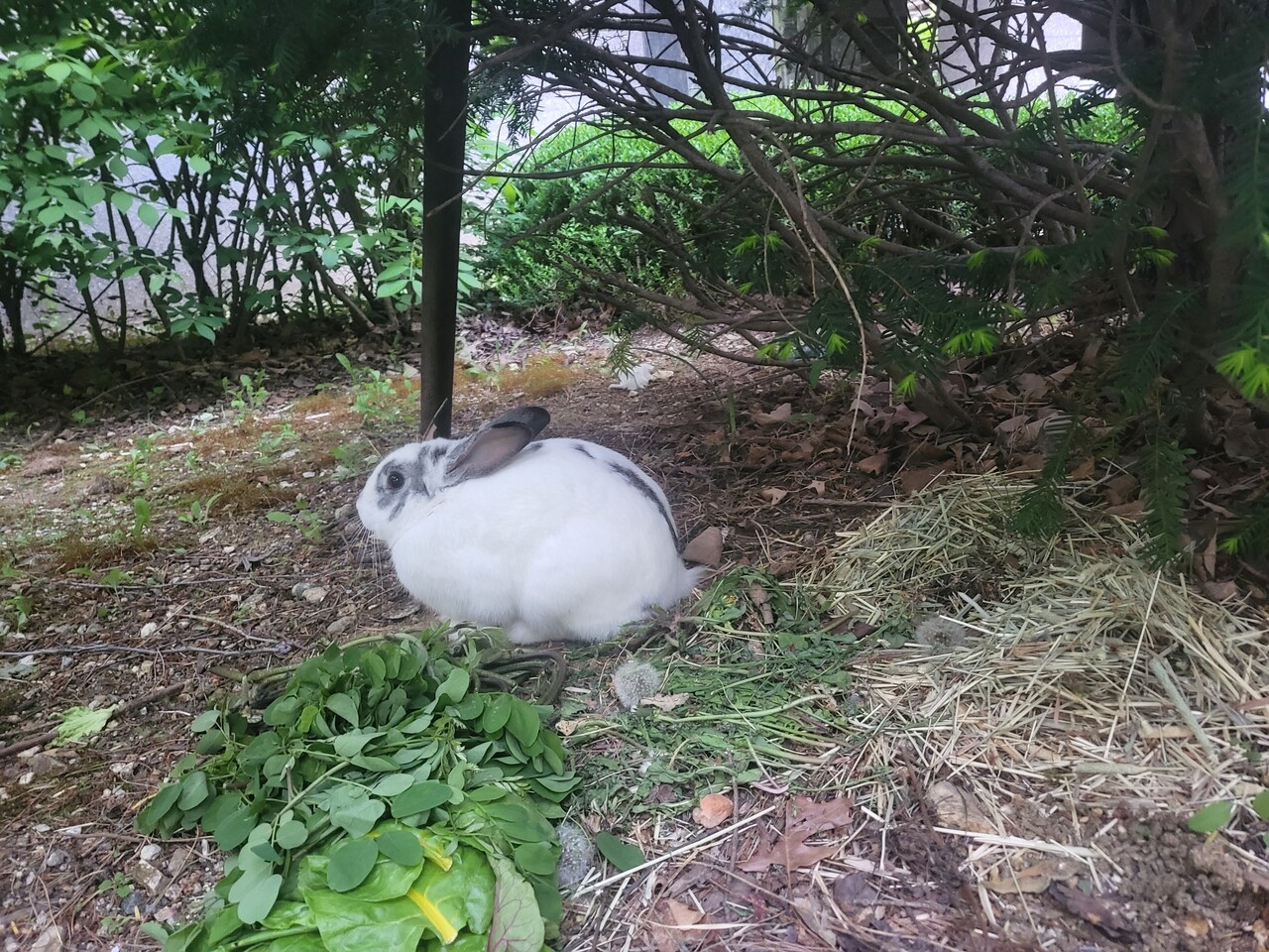 우리 아파트 토끼